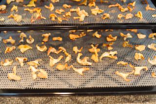 How to Dehydrate Mushrooms 11 How To Dehydrate Chanterelles