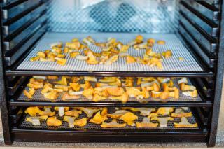 How to Dehydrate Mushrooms 9 How To Dehydrate Chanterelles